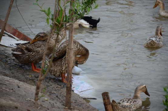 高邮湖湿地，“鸭子”是三个生态系统的核心。南京农业大学人文与社会发展学院提供