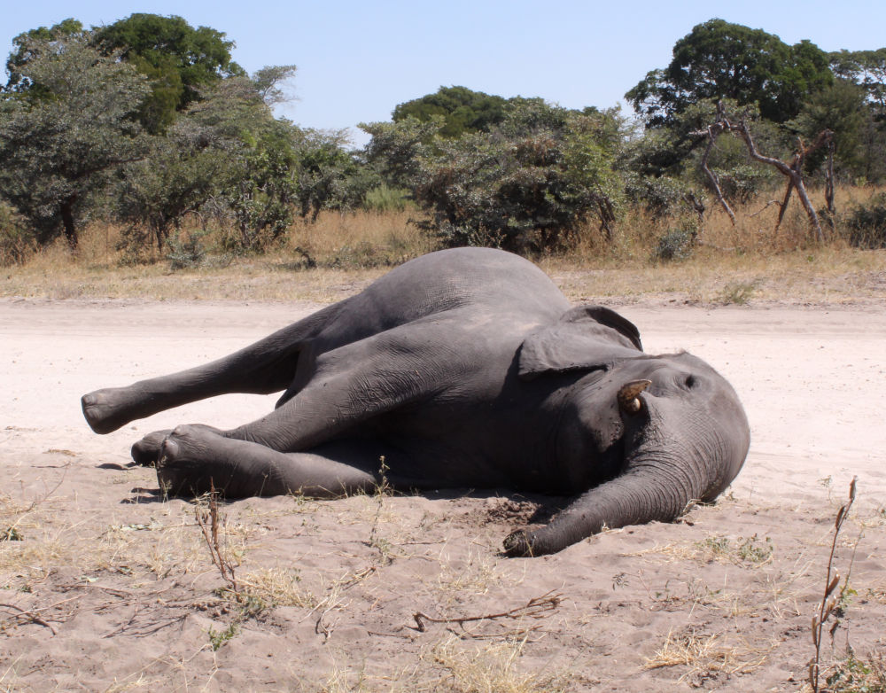 非洲草原象灭绝图片